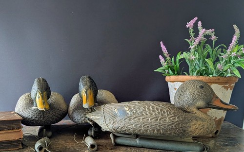 Plastic decoy ducks with - 3, x