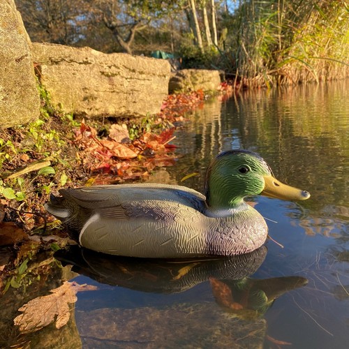 Mallard duck hunting - duck,