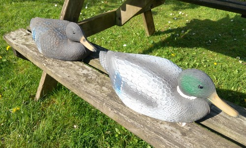 Floating duck decoys - floating, mallard